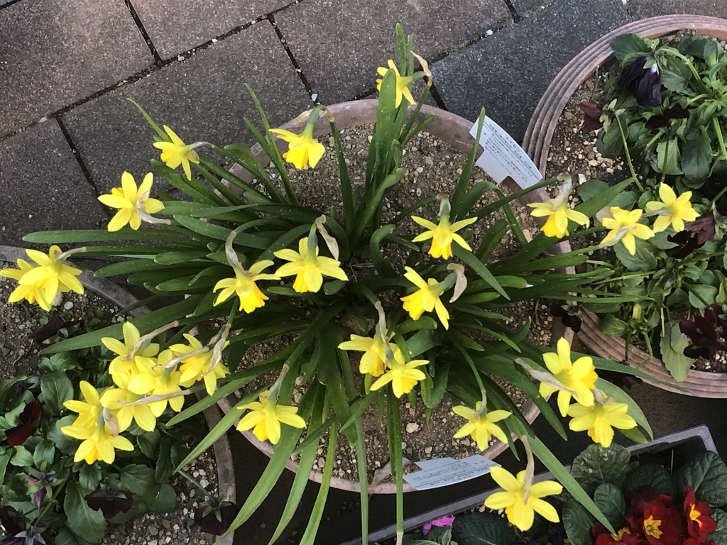 f:id:hideki-sansho:20190129102942j:plain f:id:hideki-sansho:20190129102942j:plain