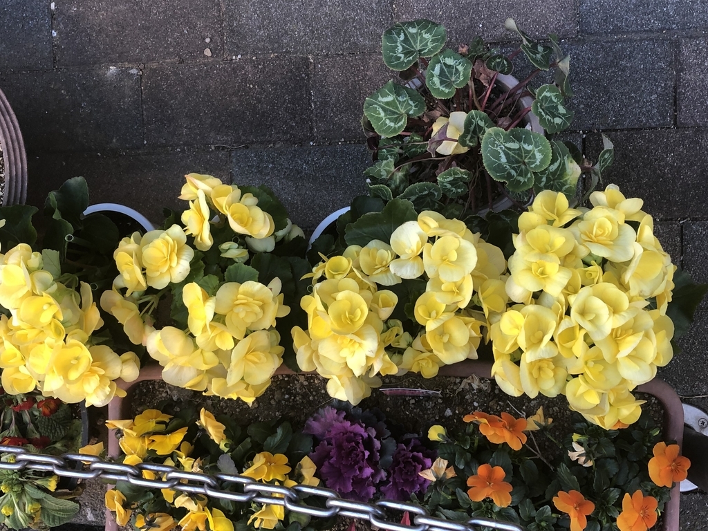 f:id:hideki-sansho:20190129102956j:plain f:id:hideki-sansho:20190129102956j:plain