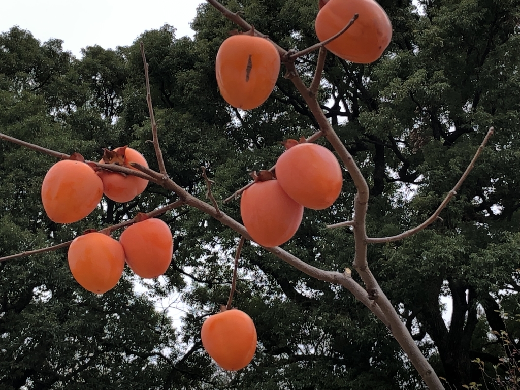 f:id:hideki-sansho:20190129162737j:plain f:id:hideki-sansho:20190129162737j:plain