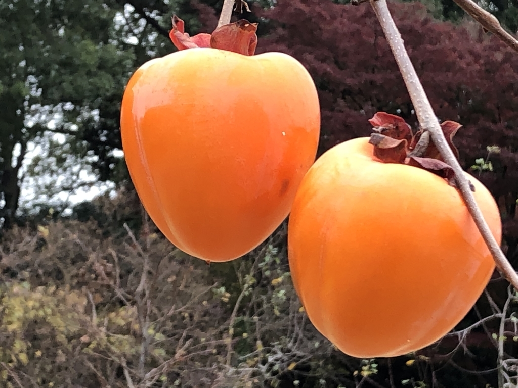 f:id:hideki-sansho:20190129162750j:plain f:id:hideki-sansho:20190129162750j:plain
