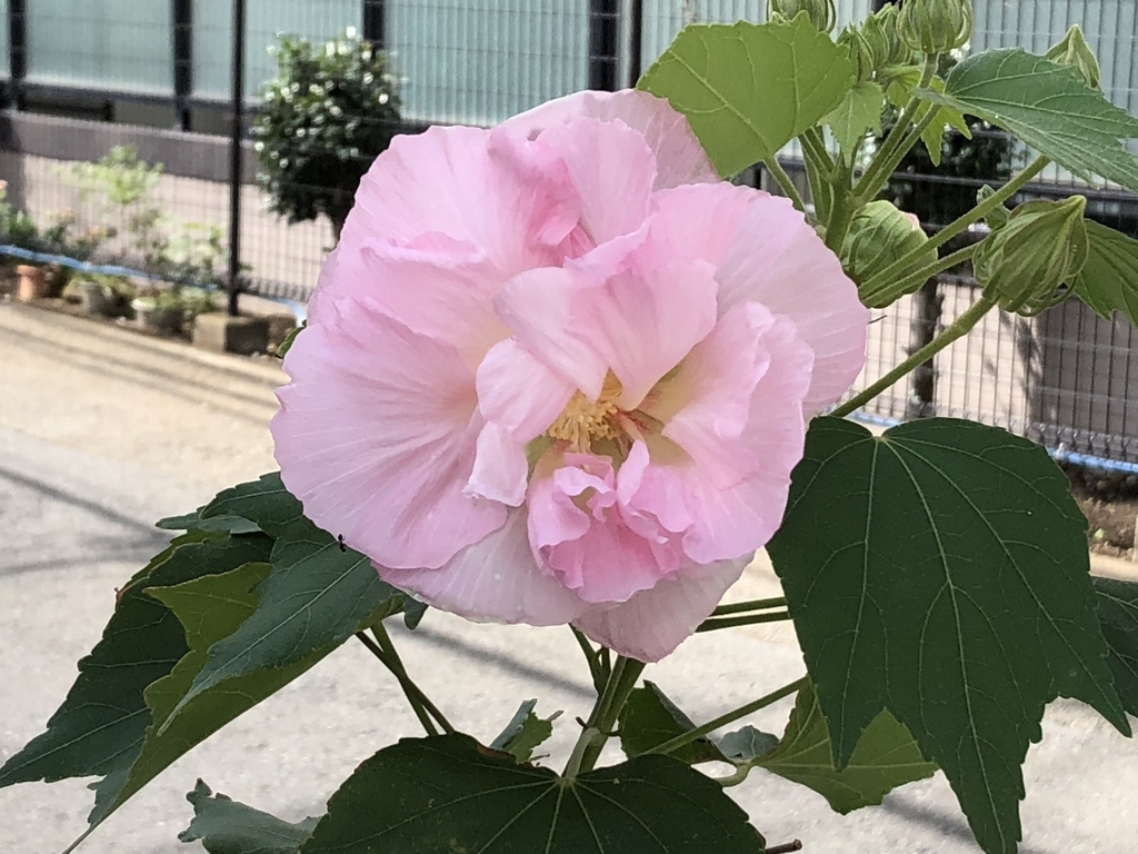 f:id:hideki-sansho:20190130203303j:plain f:id:hideki-sansho:20190130203303j:plain