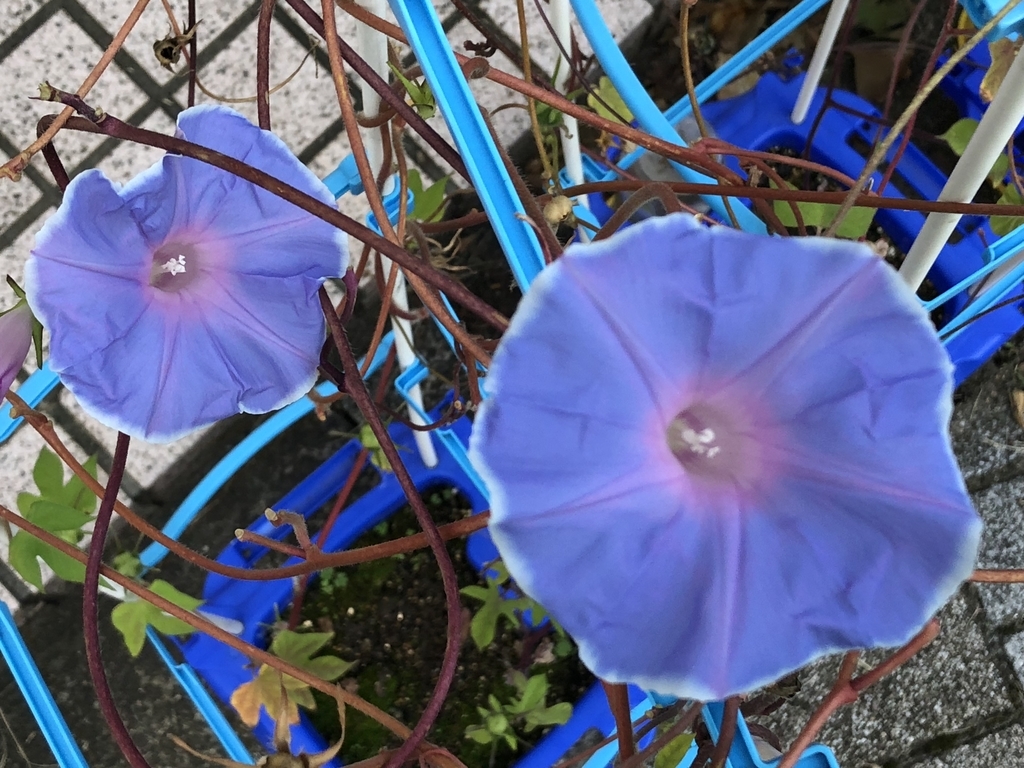 f:id:hideki-sansho:20190130203328j:plain f:id:hideki-sansho:20190130203328j:plain