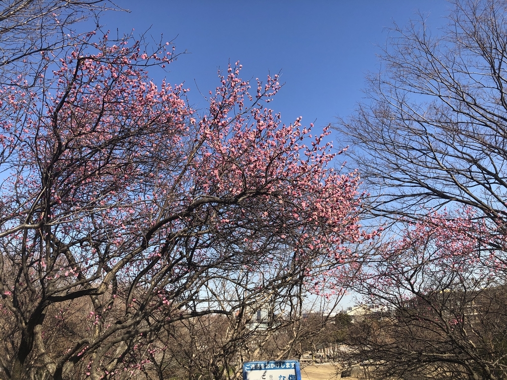 f:id:hideki-sansho:20190202181240j:plain f:id:hideki-sansho:20190202181240j:plain