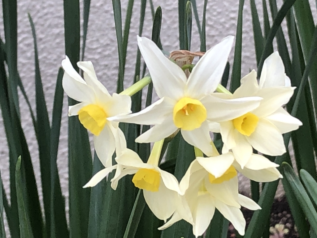f:id:hideki-sansho:20190215164748j:plain
