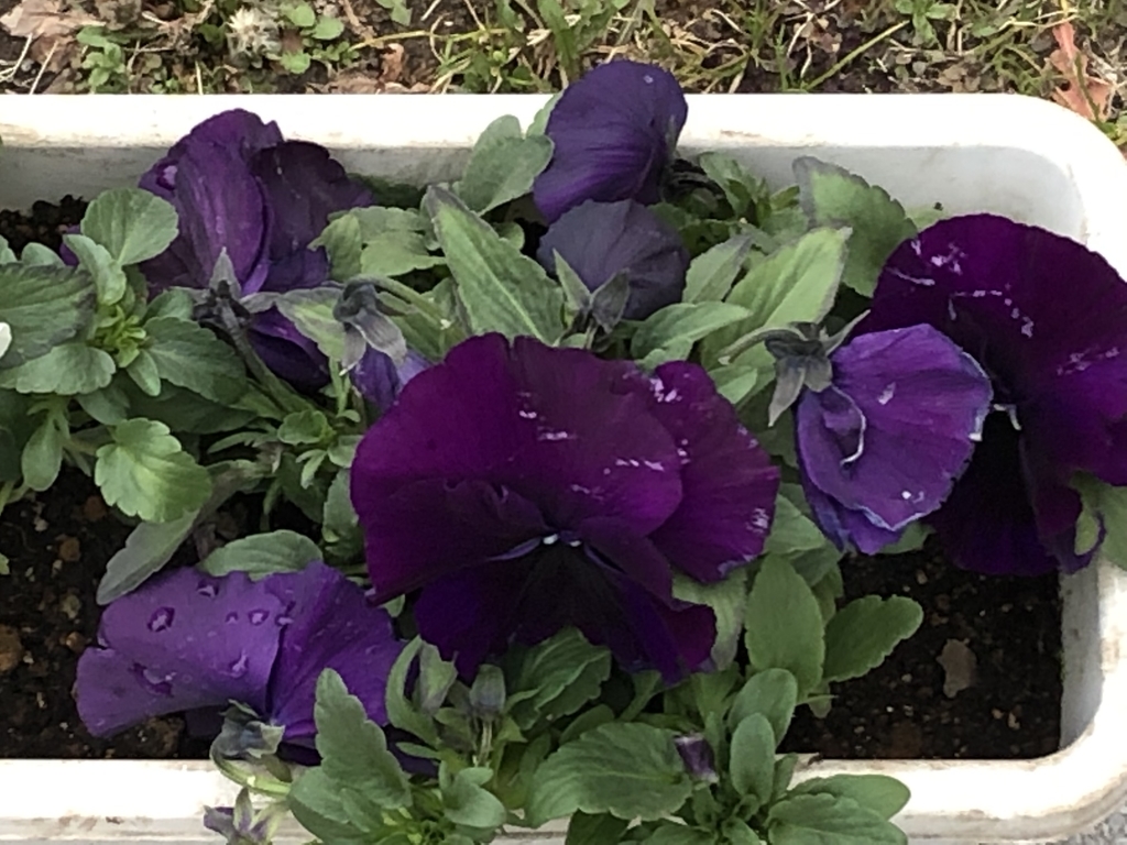 f:id:hideki-sansho:20190220120605j:plain