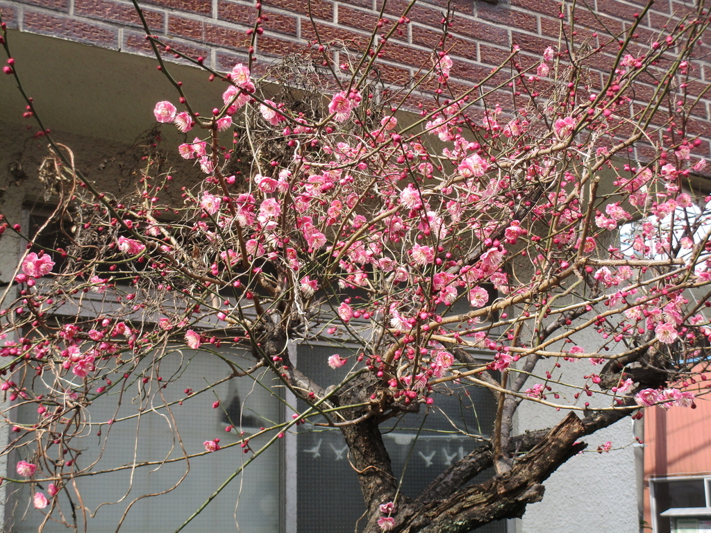 f:id:hideki-sansho:20190225131904j:plain f:id:hideki-sansho:20190225131904j:plain