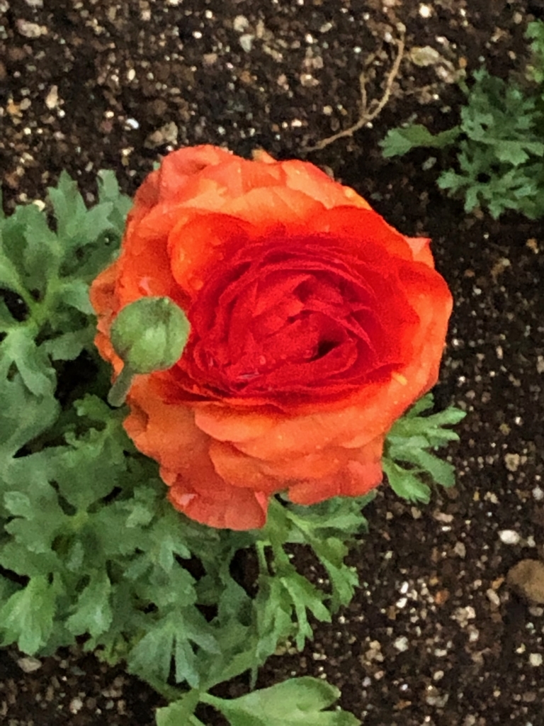 f:id:hideki-sansho:20190303190458j:plain f:id:hideki-sansho:20190303190458j:plain