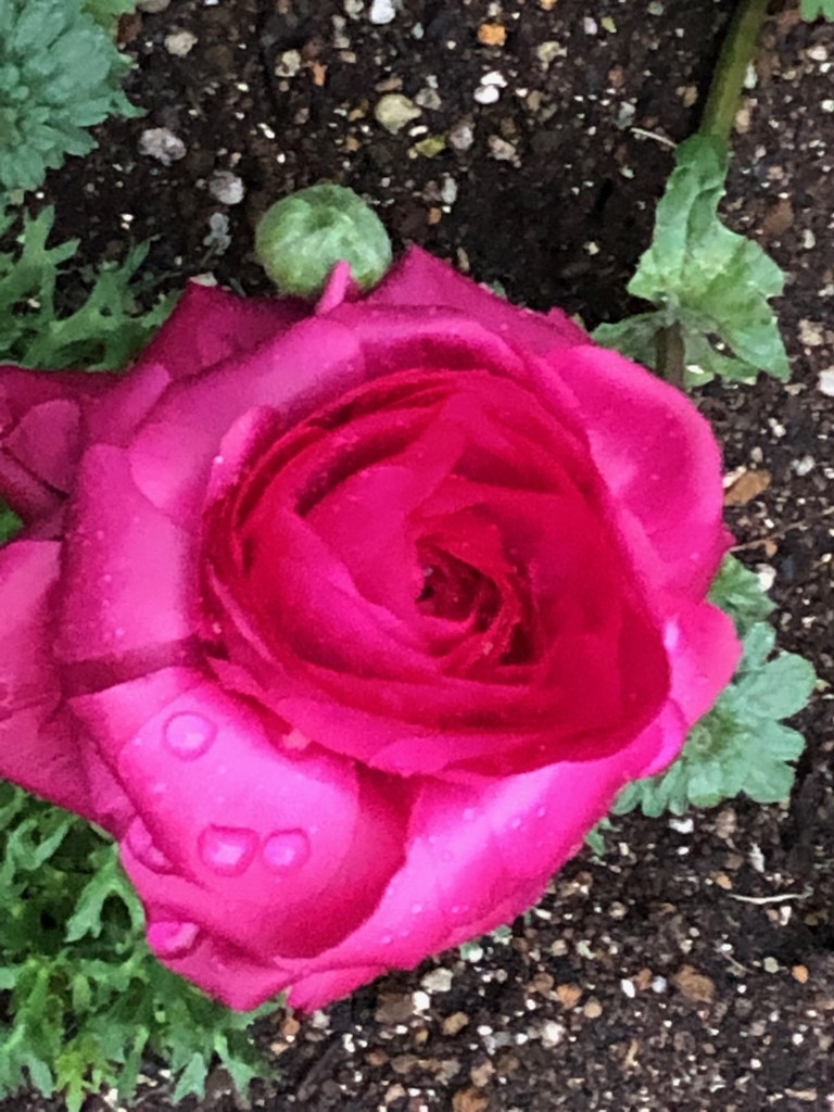 f:id:hideki-sansho:20190303190509j:plain f:id:hideki-sansho:20190303190509j:plain