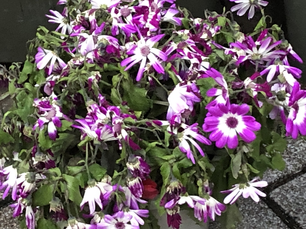 f:id:hideki-sansho:20190303191016j:plain f:id:hideki-sansho:20190303191016j:plain
