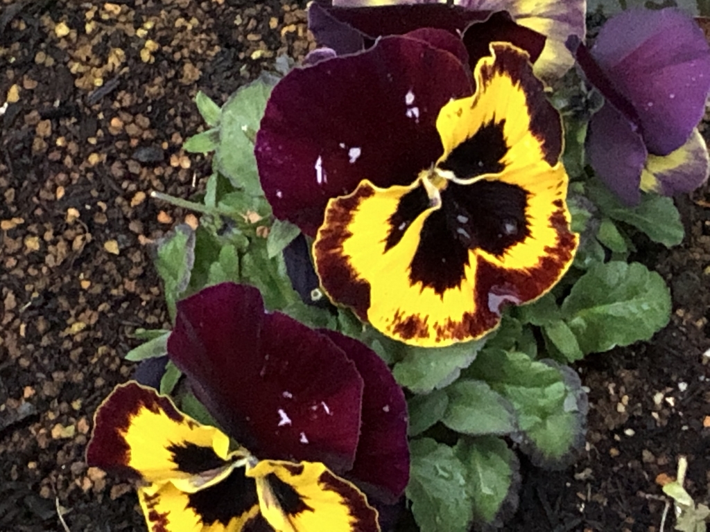 f:id:hideki-sansho:20190303191030j:plain f:id:hideki-sansho:20190303191030j:plain