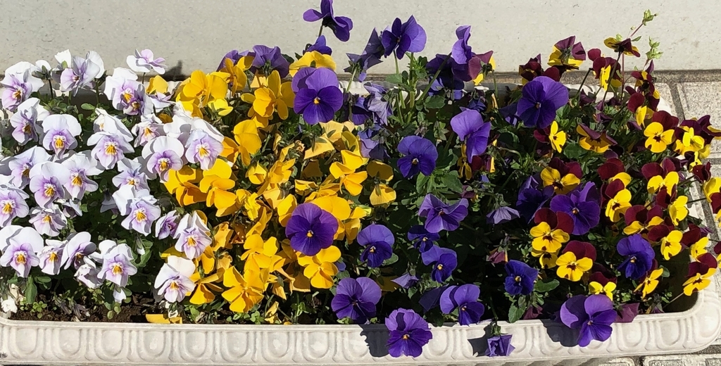f:id:hideki-sansho:20190310214954j:plain f:id:hideki-sansho:20190310214954j:plain