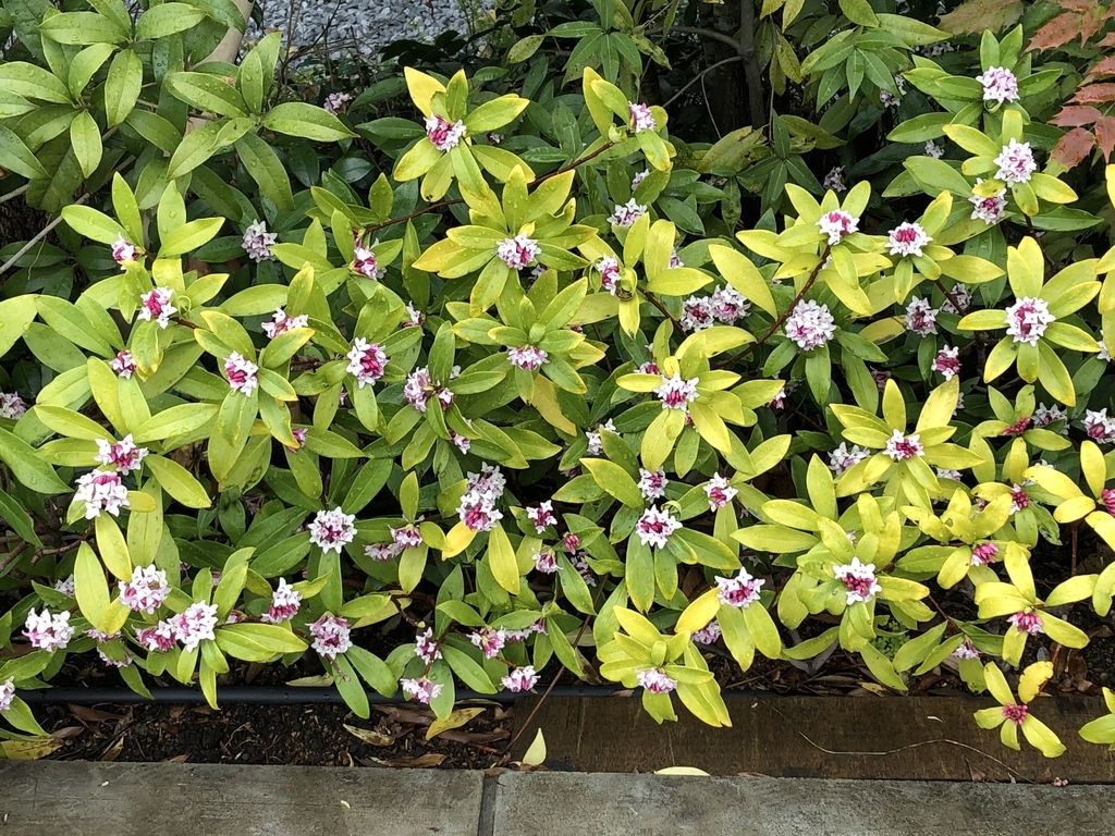 f:id:hideki-sansho:20190311114114j:plain f:id:hideki-sansho:20190311114114j:plain