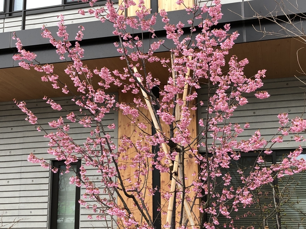 f:id:hideki-sansho:20190311114129j:plain
