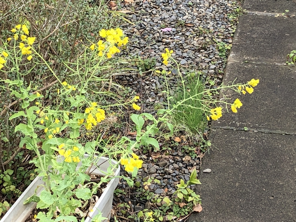 f:id:hideki-sansho:20190311114143j:plain f:id:hideki-sansho:20190311114143j:plain