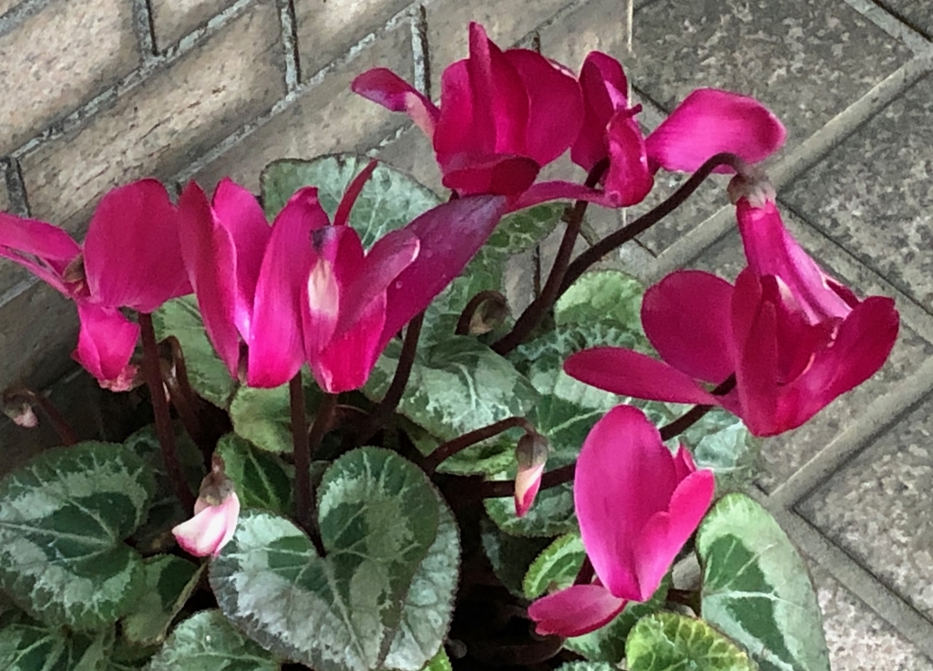 f:id:hideki-sansho:20190311120452j:plain