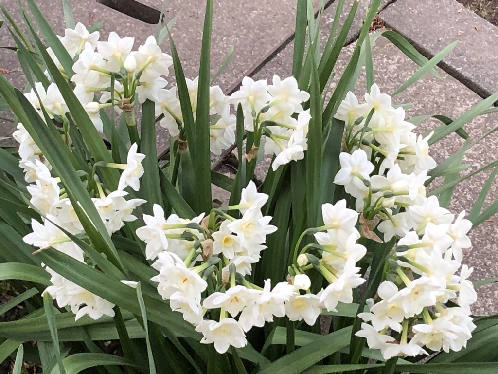 f:id:hideki-sansho:20190313171109j:plain f:id:hideki-sansho:20190313171109j:plain