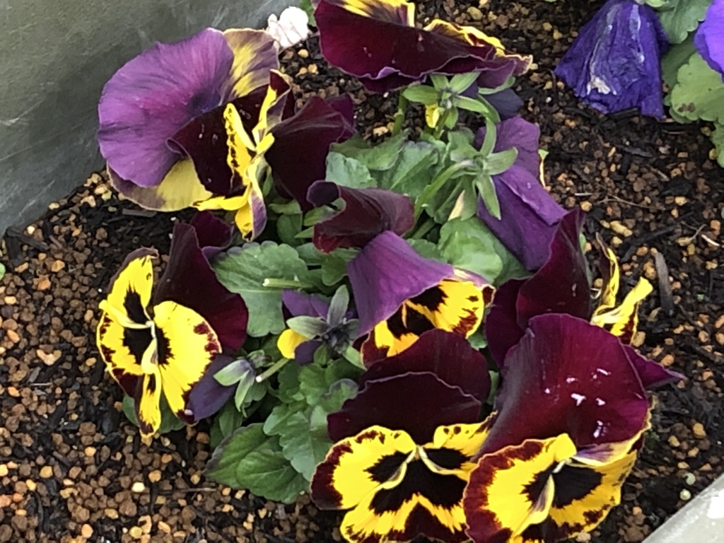 f:id:hideki-sansho:20190313171123j:plain f:id:hideki-sansho:20190313171123j:plain
