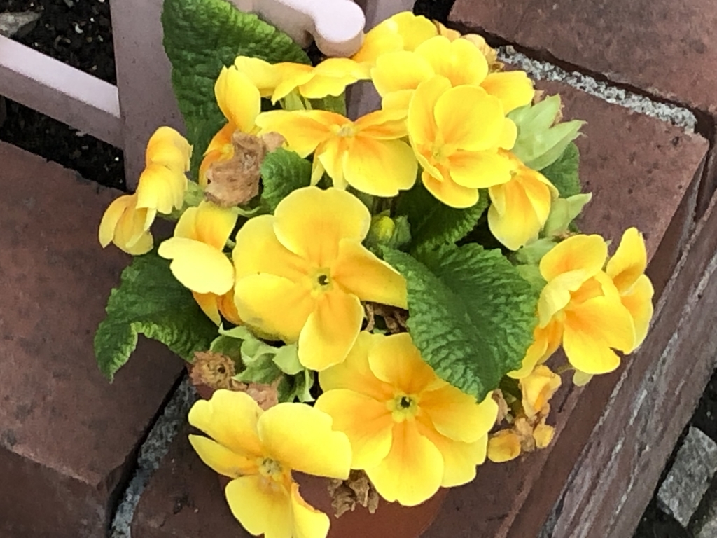 f:id:hideki-sansho:20190313171137j:plain f:id:hideki-sansho:20190313171137j:plain