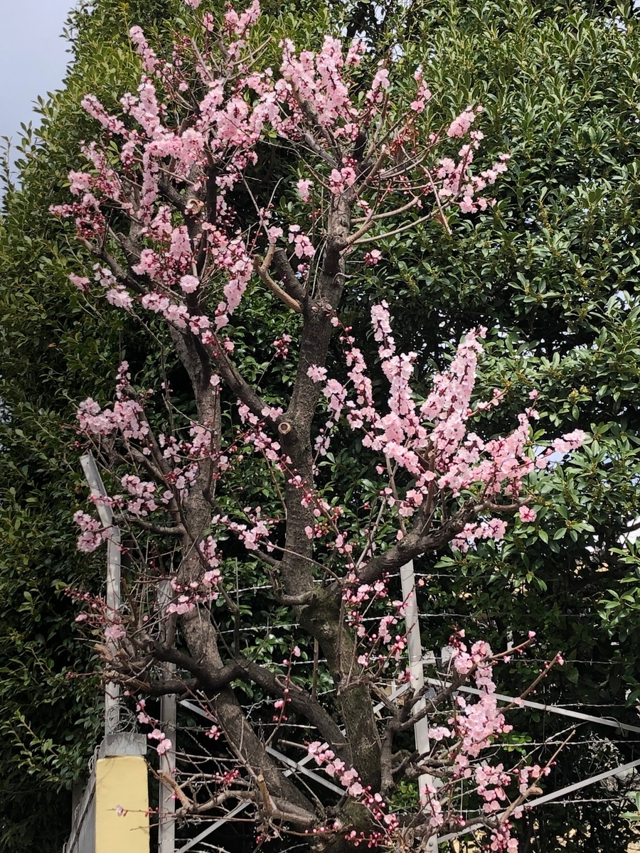 f:id:hideki-sansho:20190319140047j:plain f:id:hideki-sansho:20190319140047j:plain
