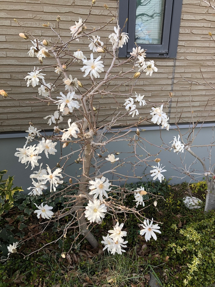 f:id:hideki-sansho:20190319140118j:plain f:id:hideki-sansho:20190319140118j:plain