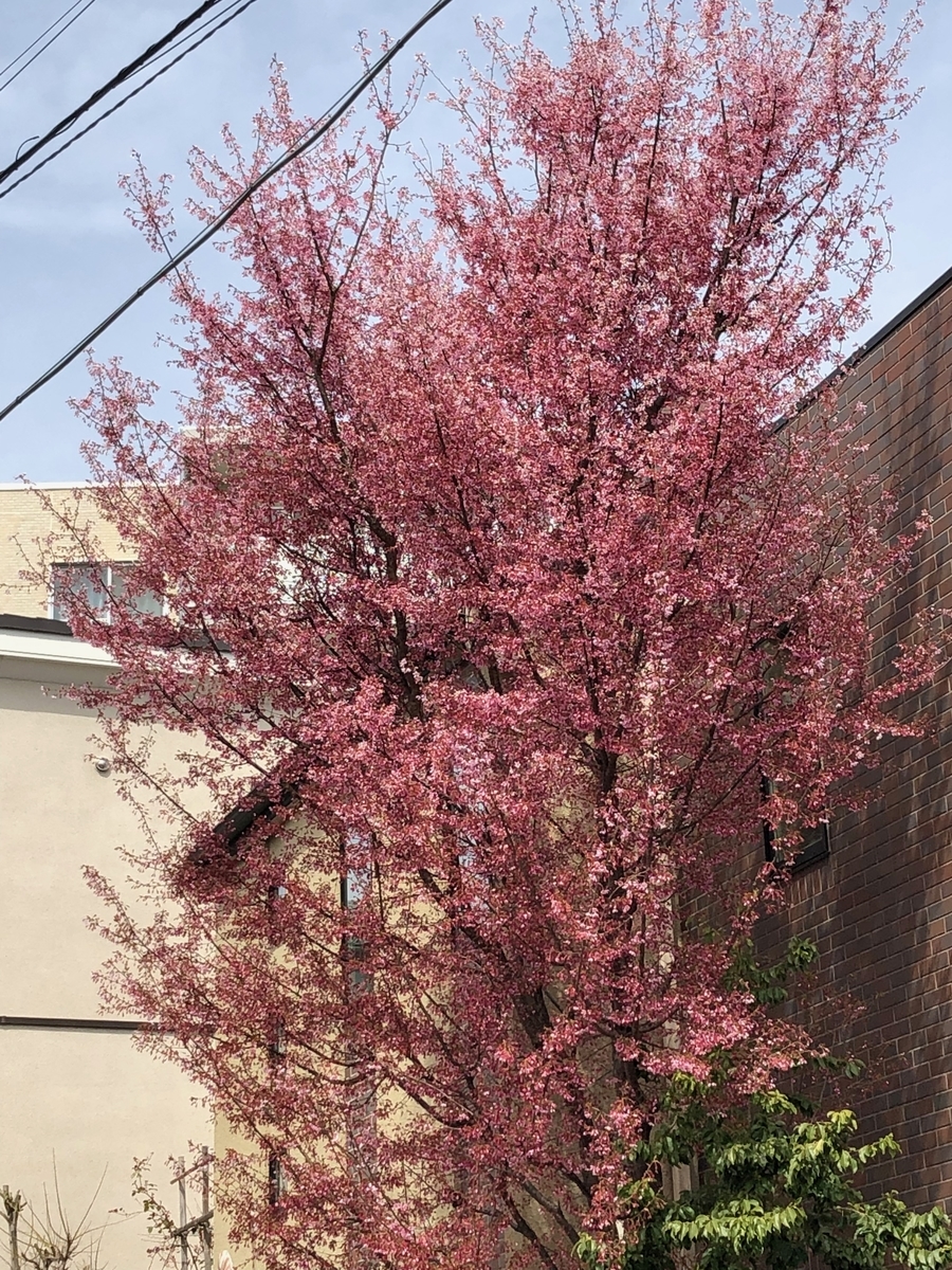 f:id:hideki-sansho:20190319140135j:plain f:id:hideki-sansho:20190319140135j:plain