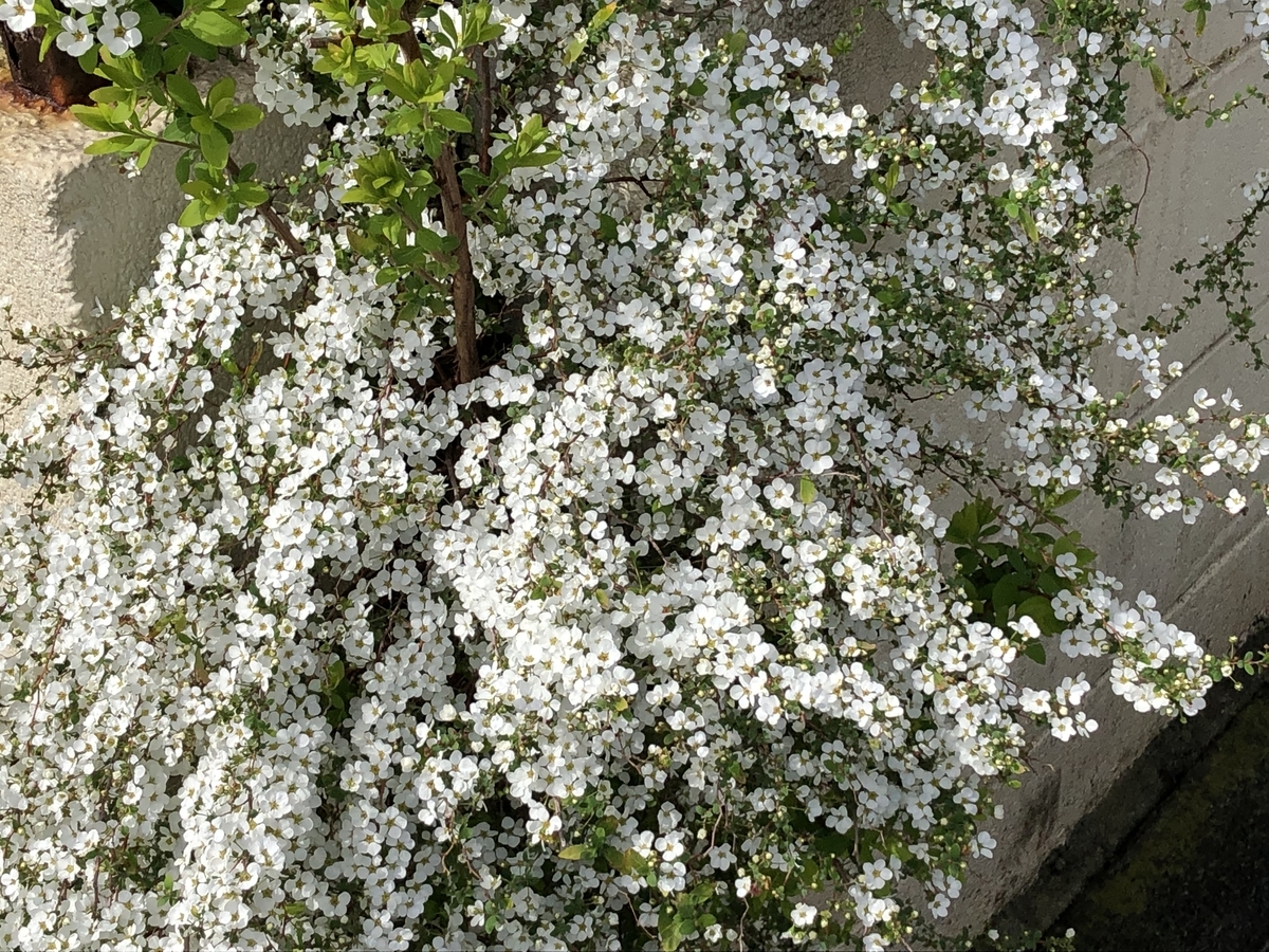 f:id:hideki-sansho:20190319140443j:plain f:id:hideki-sansho:20190319140443j:plain