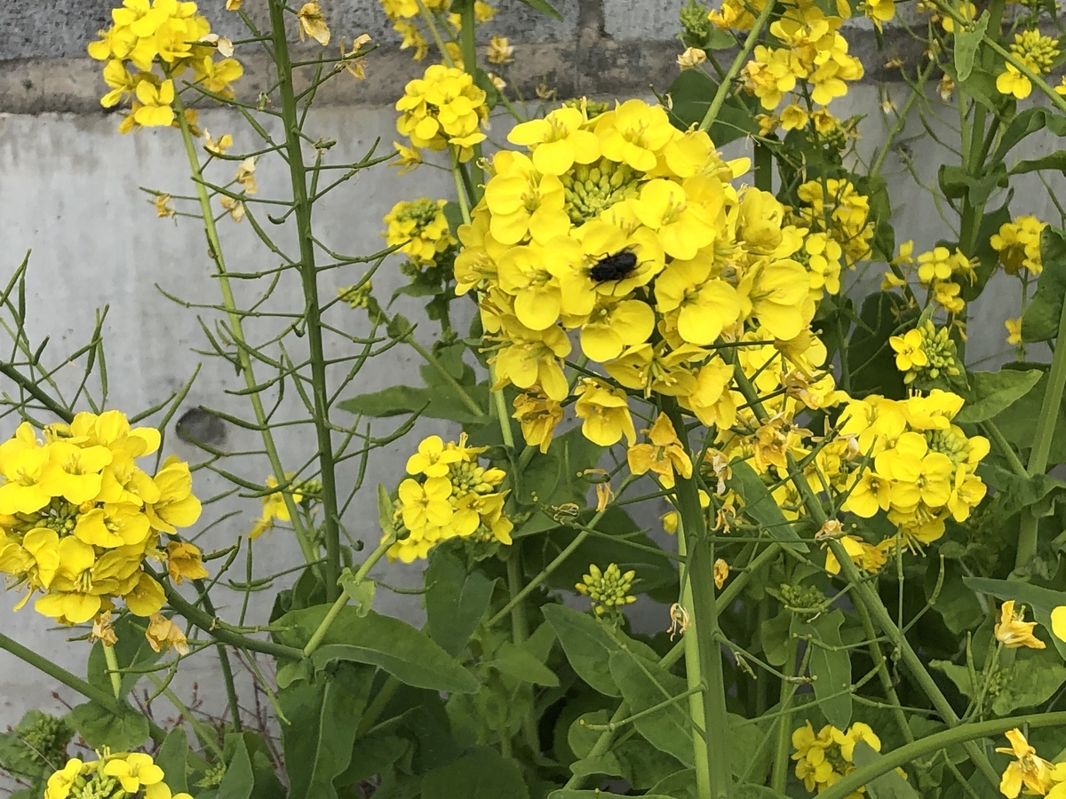 f:id:hideki-sansho:20190319140500j:plain f:id:hideki-sansho:20190319140500j:plain