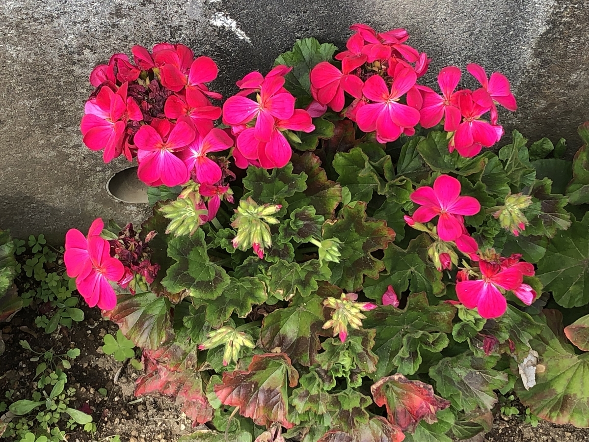 f:id:hideki-sansho:20190319141413j:plain f:id:hideki-sansho:20190319141413j:plain