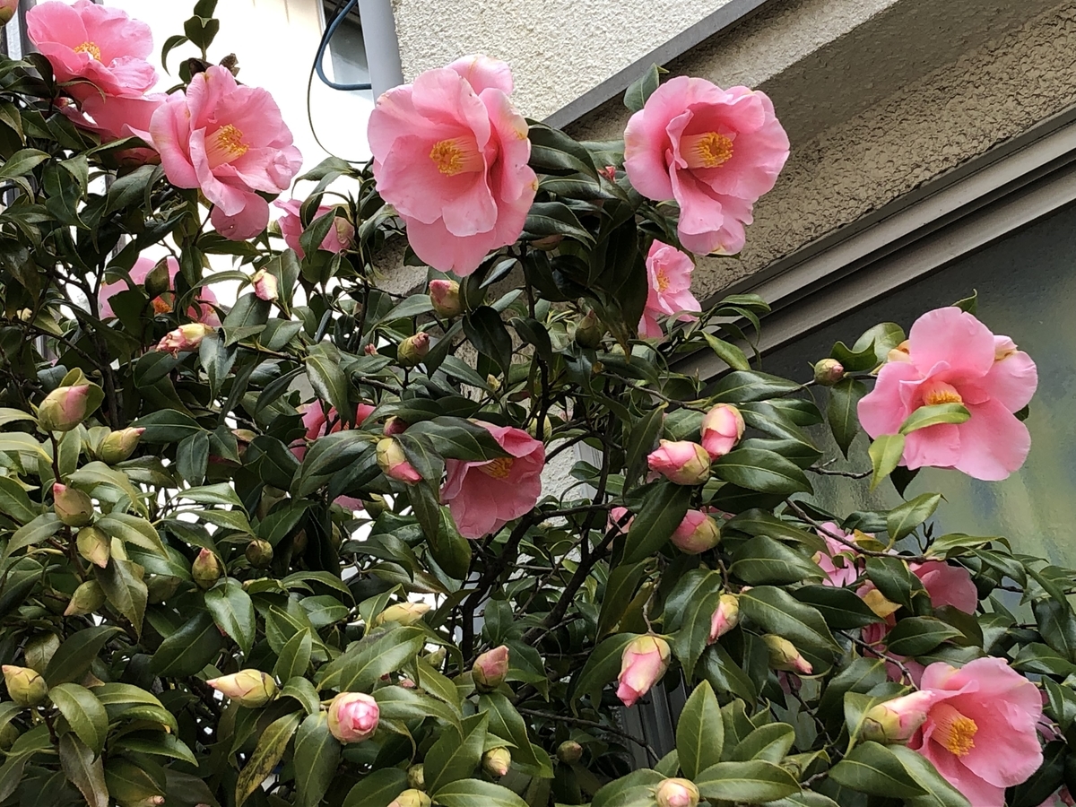 f:id:hideki-sansho:20190319141633j:plain f:id:hideki-sansho:20190319141633j:plain