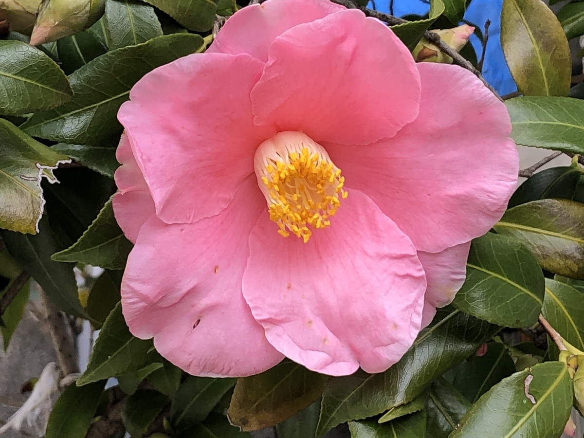 f:id:hideki-sansho:20190319141645j:plain f:id:hideki-sansho:20190319141645j:plain