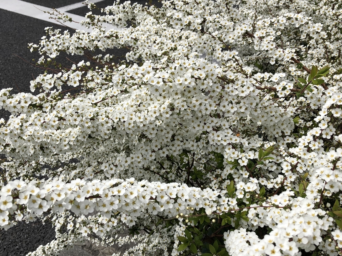 f:id:hideki-sansho:20190319142303j:plain f:id:hideki-sansho:20190319142303j:plain