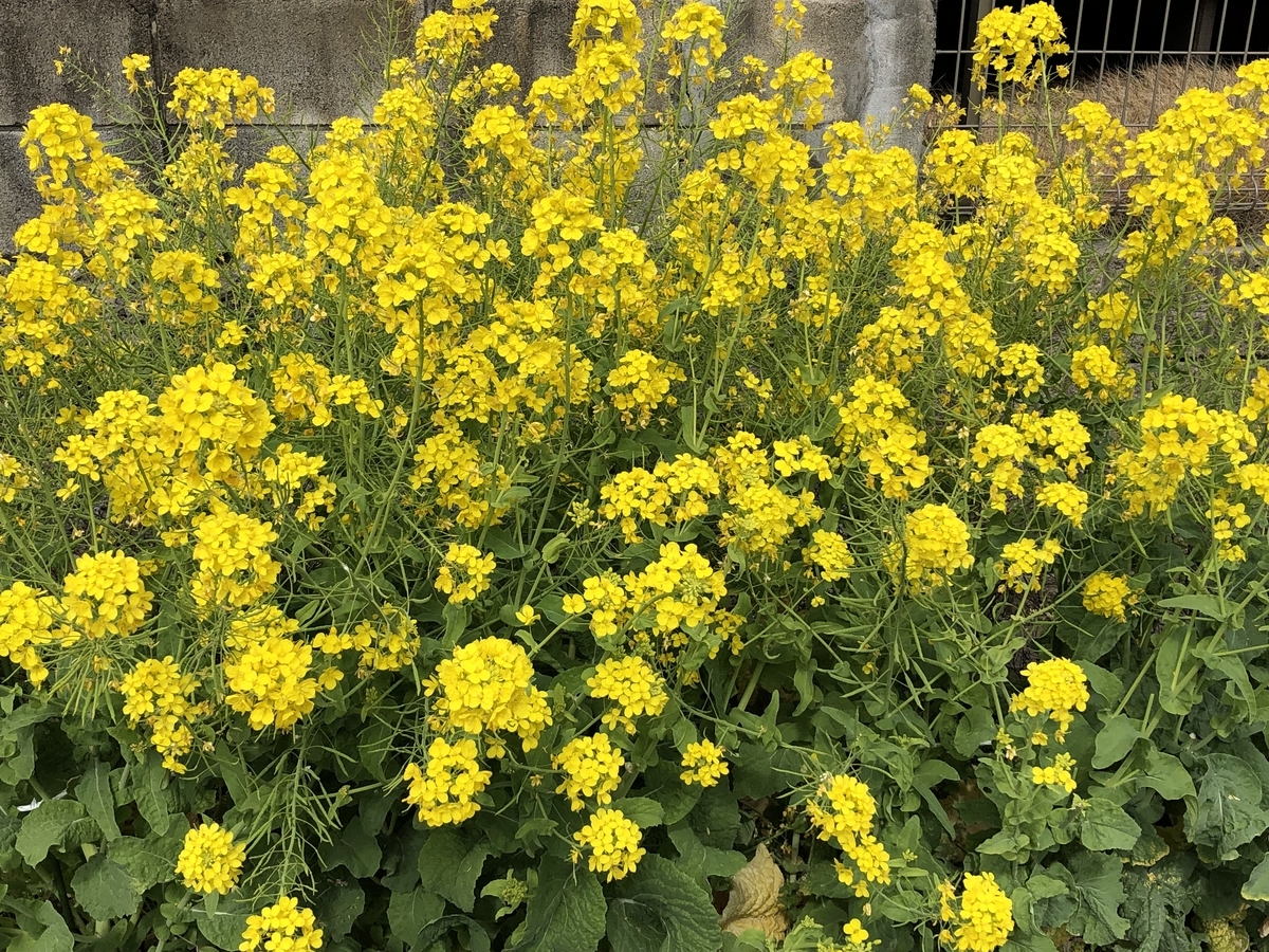 f:id:hideki-sansho:20190319142701j:plain