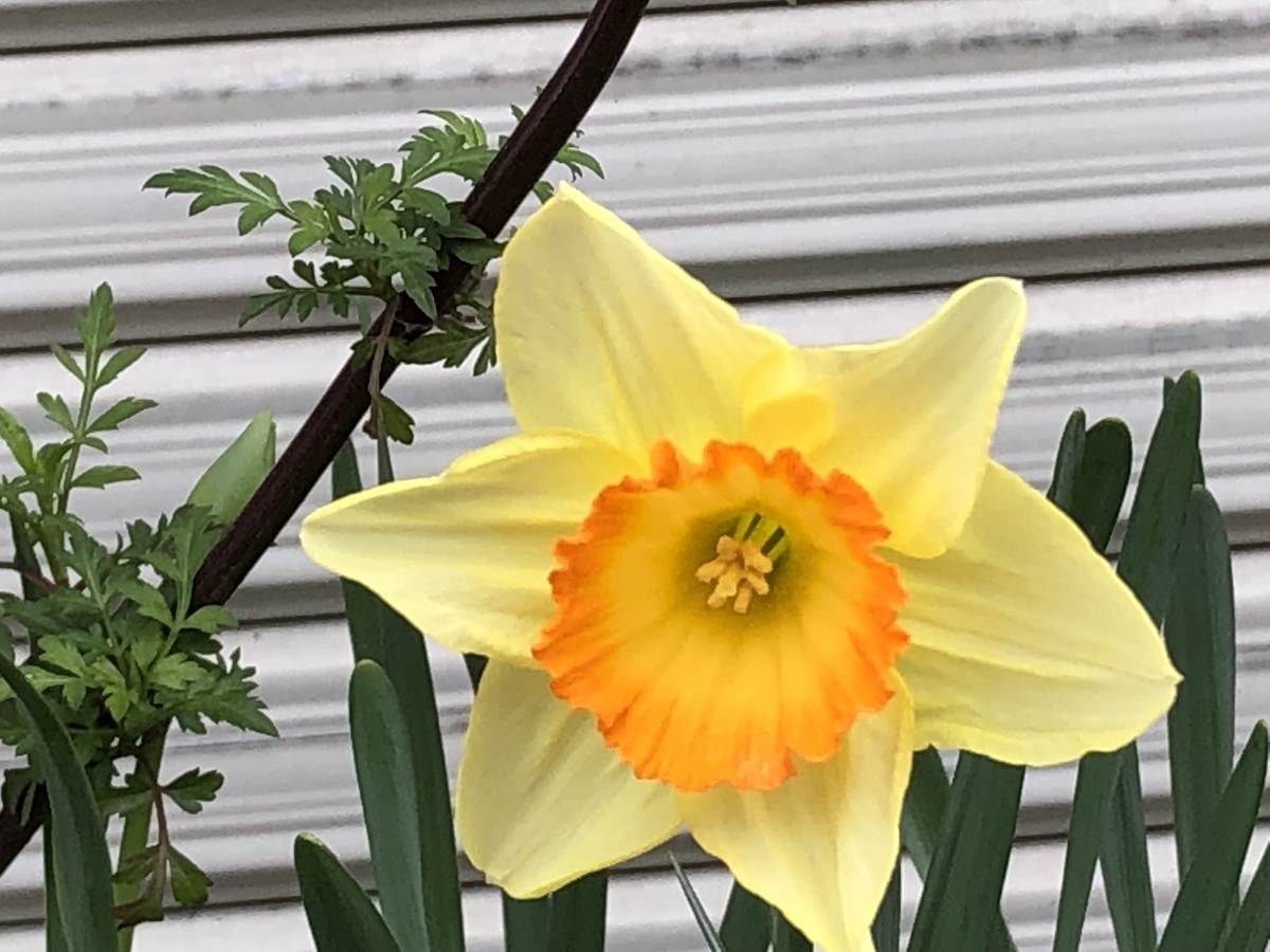f:id:hideki-sansho:20190323193427j:plain f:id:hideki-sansho:20190323193427j:plain