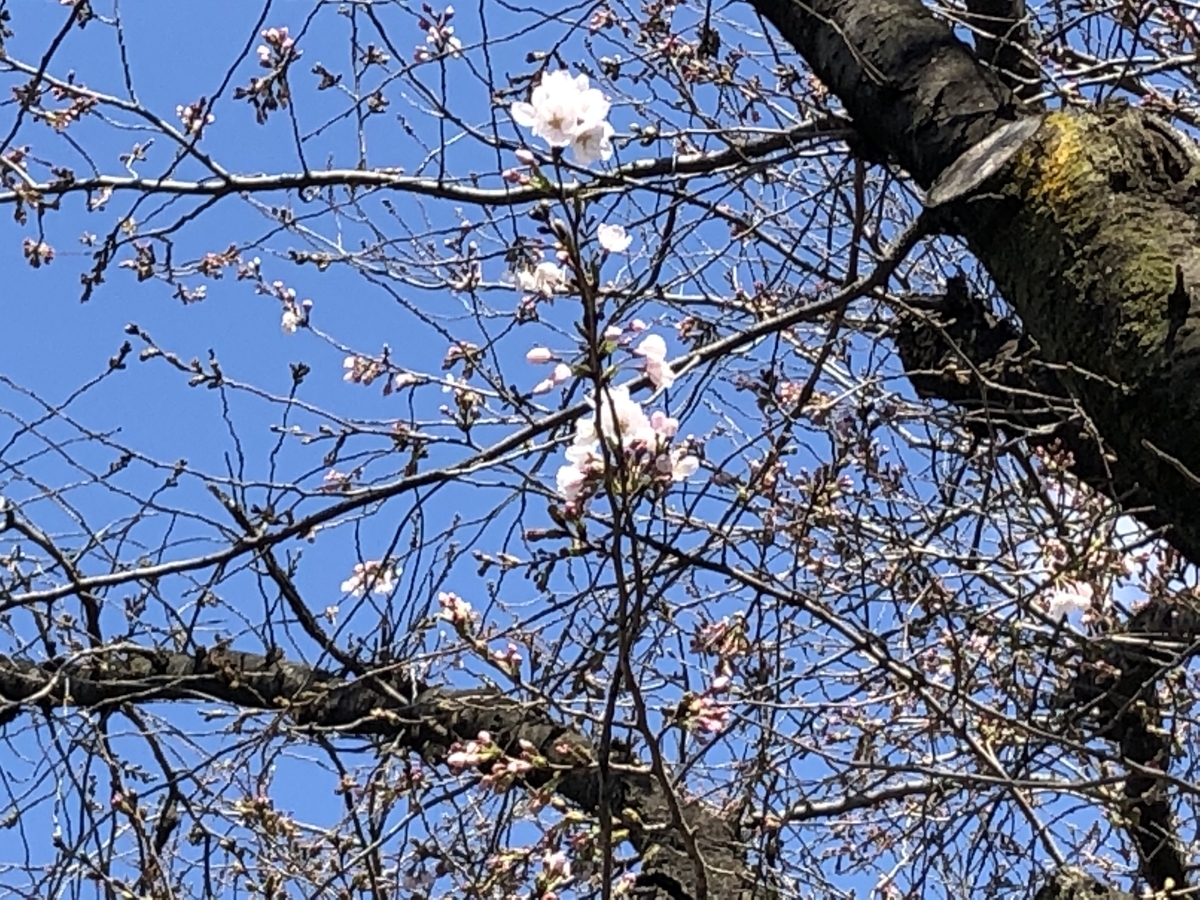 f:id:hideki-sansho:20190325123239j:plain f:id:hideki-sansho:20190325123239j:plain