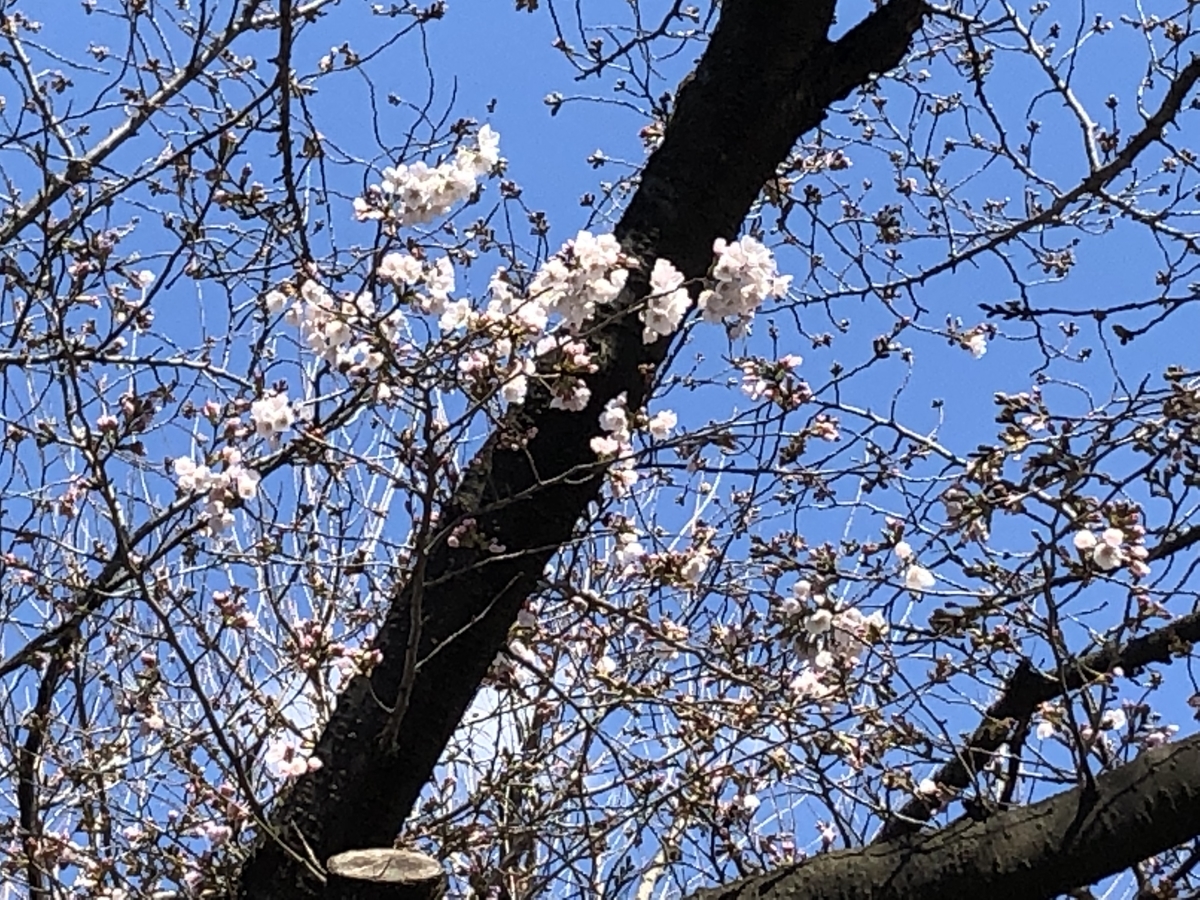 f:id:hideki-sansho:20190325123253j:plain f:id:hideki-sansho:20190325123253j:plain