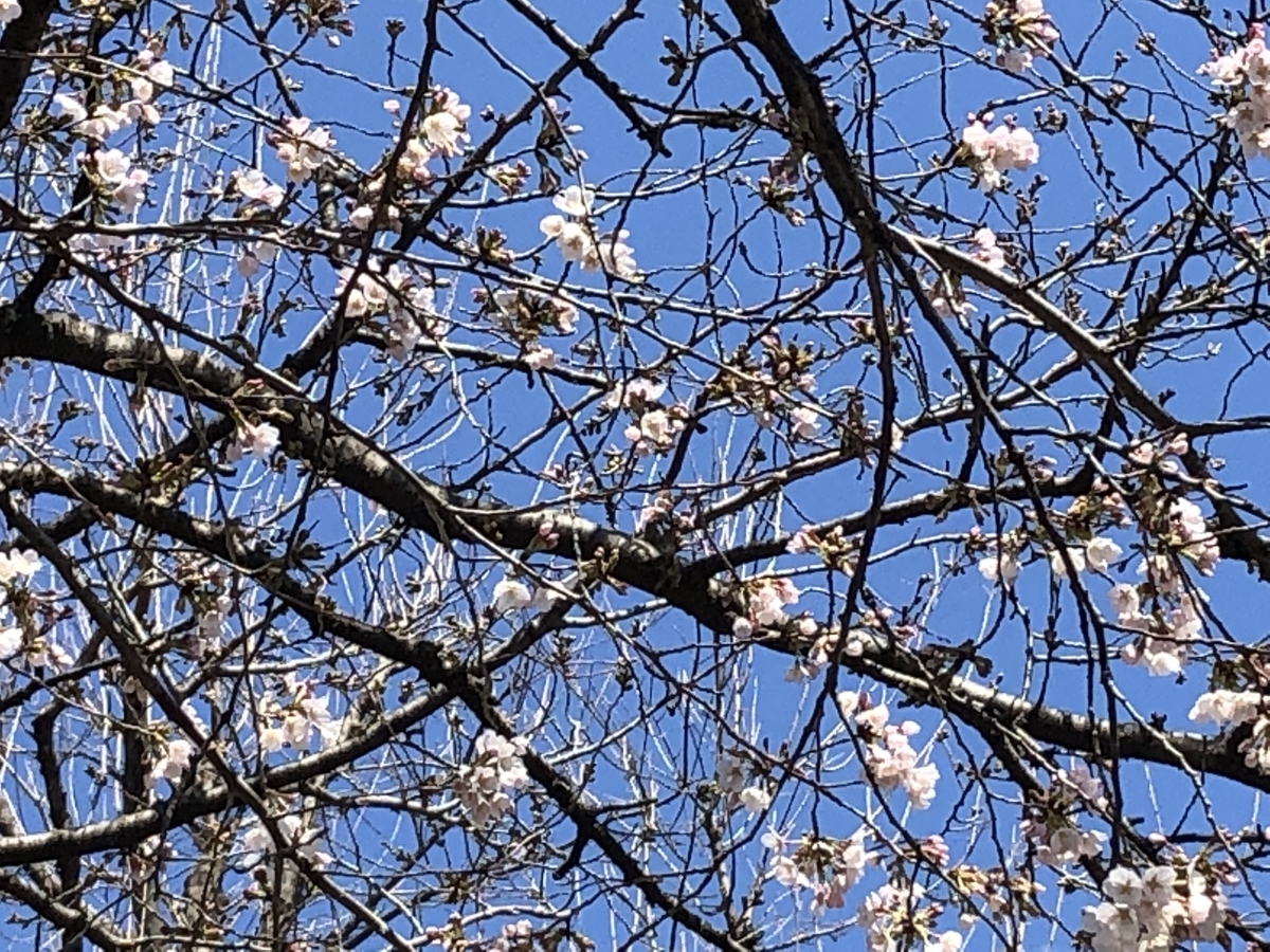 f:id:hideki-sansho:20190325123307j:plain f:id:hideki-sansho:20190325123307j:plain