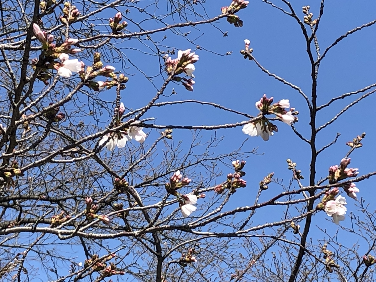 f:id:hideki-sansho:20190325123349j:plain f:id:hideki-sansho:20190325123349j:plain