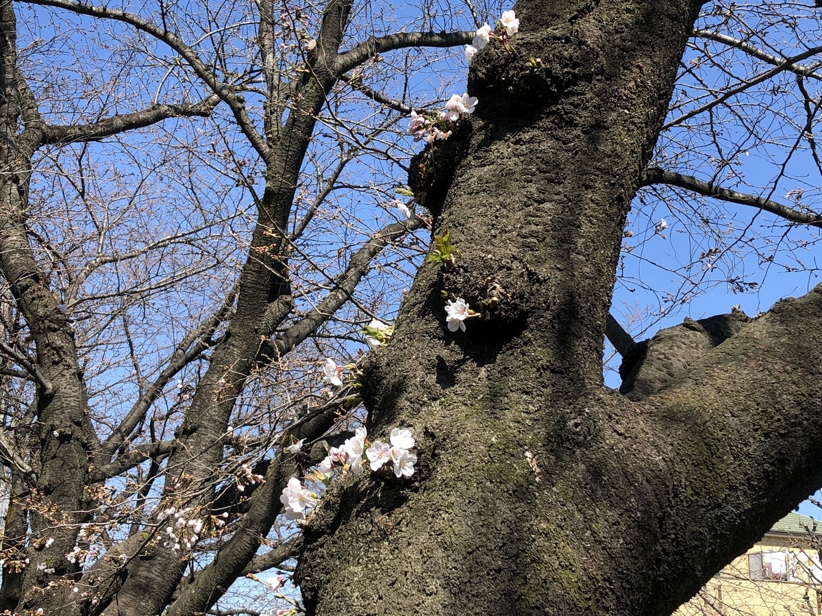 f:id:hideki-sansho:20190325123405j:plain f:id:hideki-sansho:20190325123405j:plain