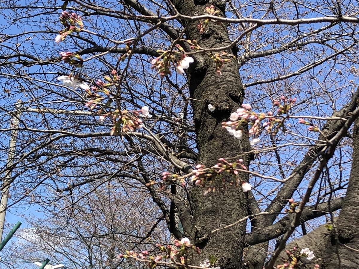 f:id:hideki-sansho:20190325123421j:plain f:id:hideki-sansho:20190325123421j:plain