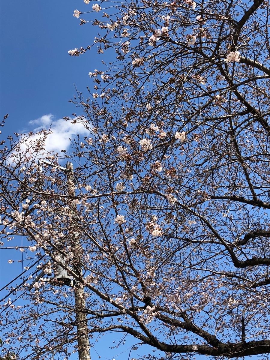 f:id:hideki-sansho:20190325123518j:plain f:id:hideki-sansho:20190325123518j:plain