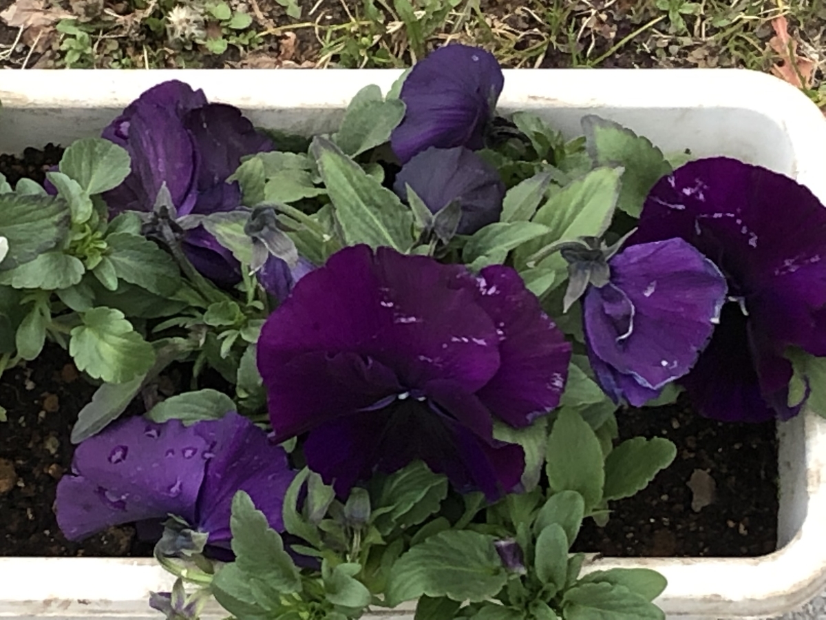 f:id:hideki-sansho:20190325163605j:plain