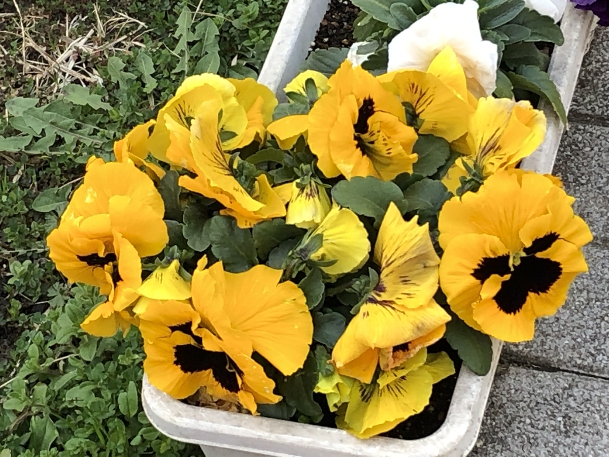 f:id:hideki-sansho:20190325163718j:plain