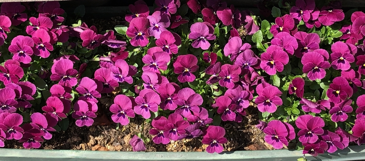 f:id:hideki-sansho:20190325163747j:plain