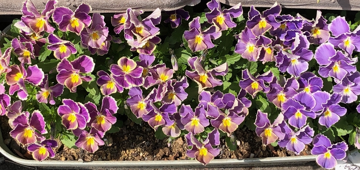 f:id:hideki-sansho:20190325163758j:plain