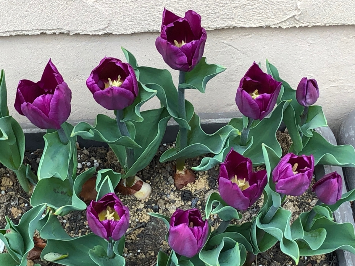 f:id:hideki-sansho:20190325163818j:plain