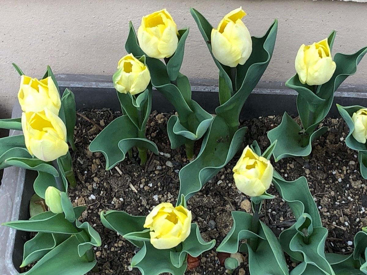 f:id:hideki-sansho:20190325163832j:plain