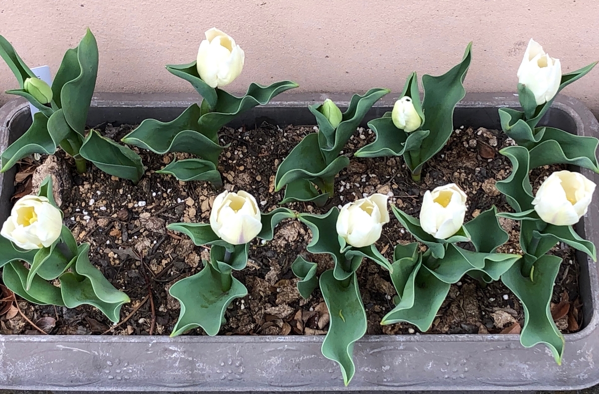 f:id:hideki-sansho:20190325163844j:plain