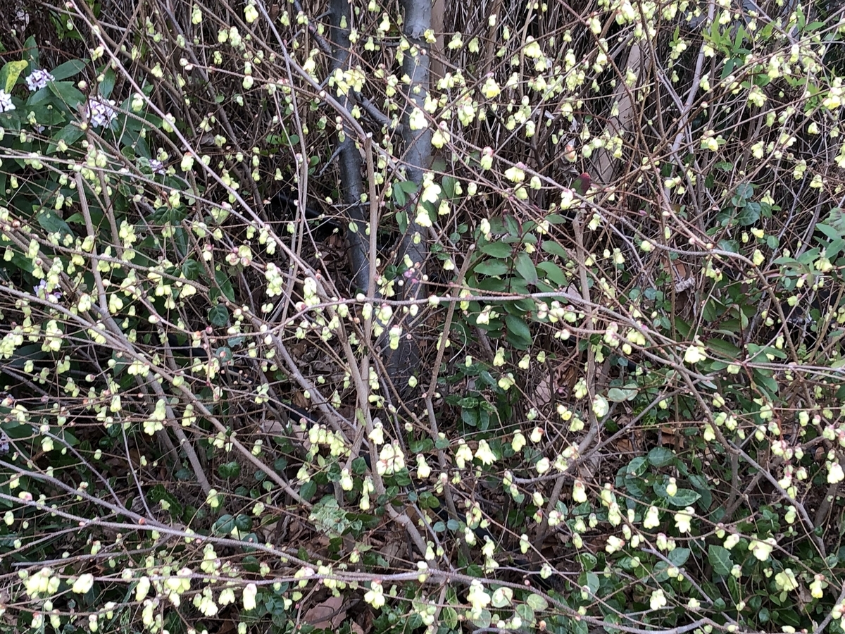 f:id:hideki-sansho:20190325172145j:plain
