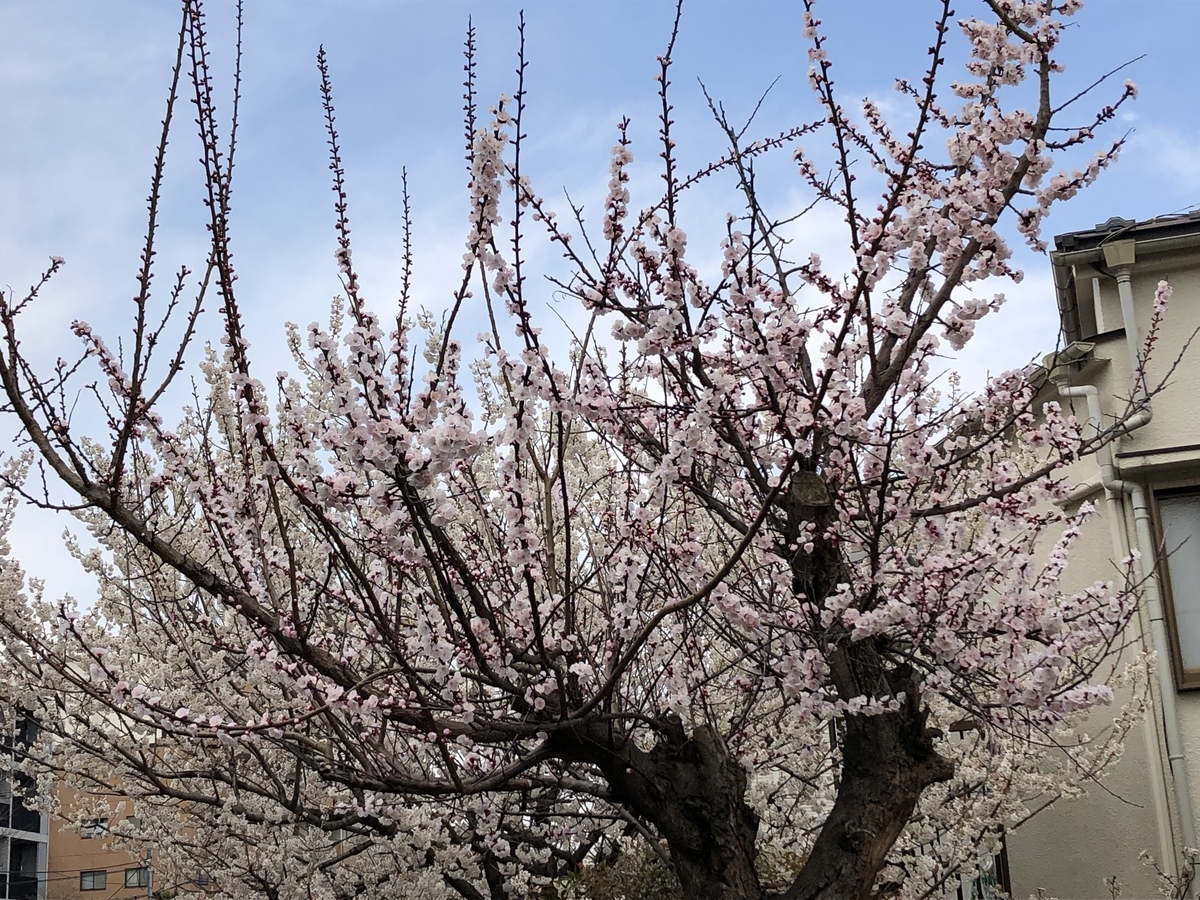 f:id:hideki-sansho:20190325172201j:plain