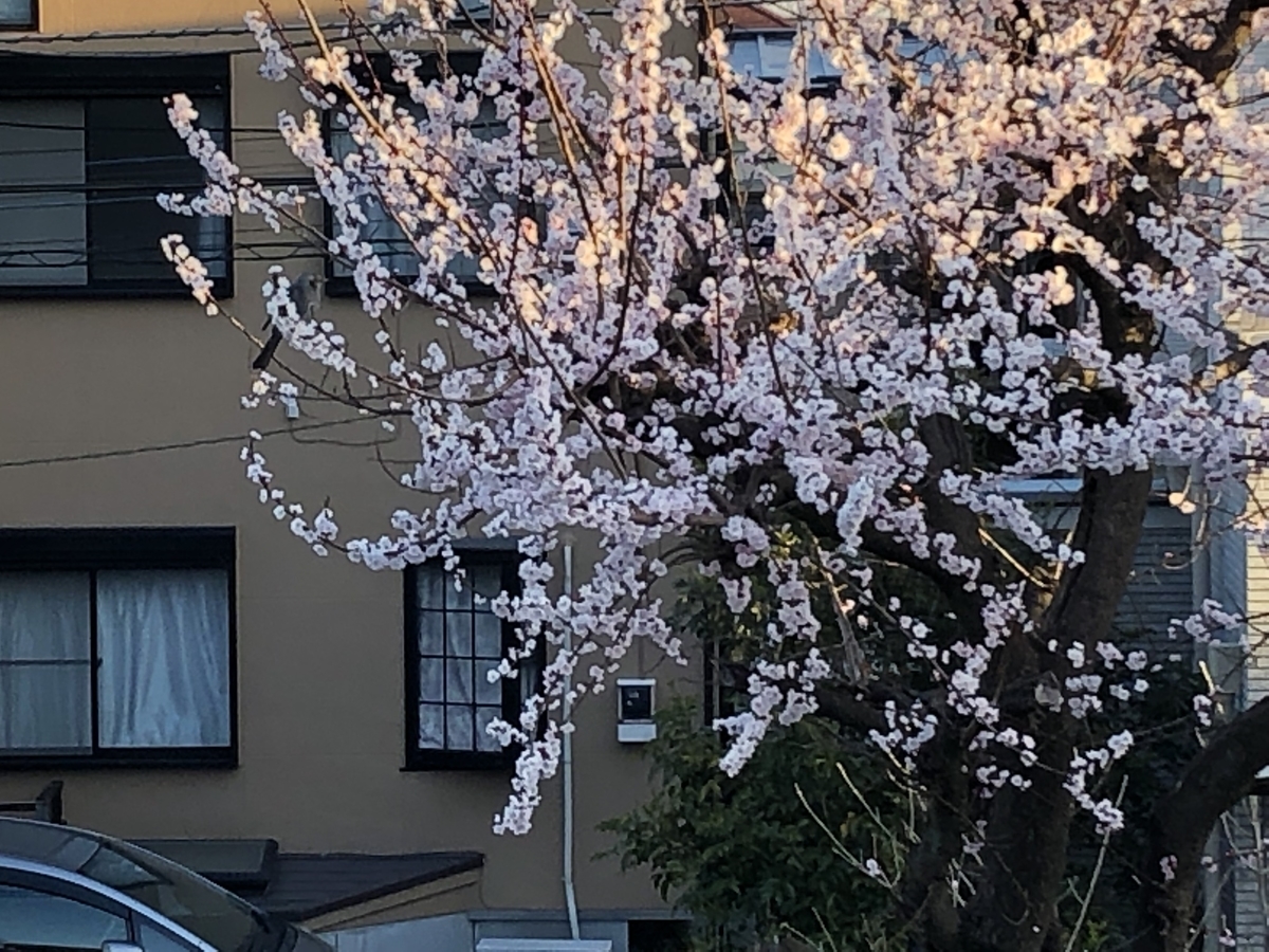 f:id:hideki-sansho:20190325172253j:plain